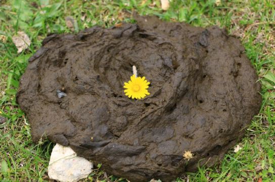 真正的鲜花插在牛粪上