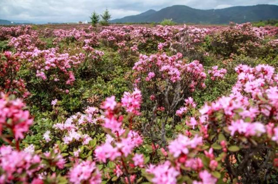 香格里拉满山杜鹃花绽放,摄影大师们常去的彩花大道推荐.