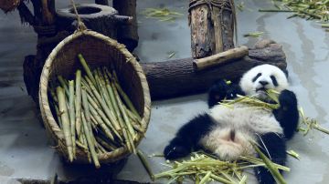 #5#成都大熊猫繁殖基地