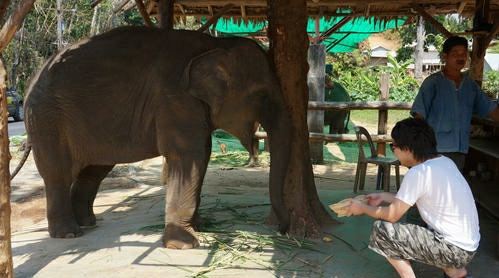 泰国普吉 海景大象营 Seaview Elephant Camp