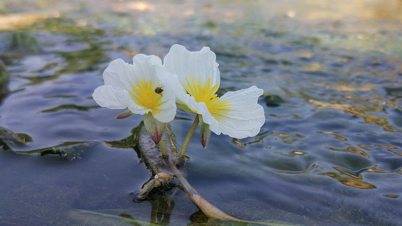 只有云南人才知道的花,名字叫水性杨花,这个季节来泸沽湖刚好