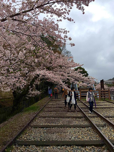 大阪京都 樱花季来吃吃吃 - 近畿地方游记攻略