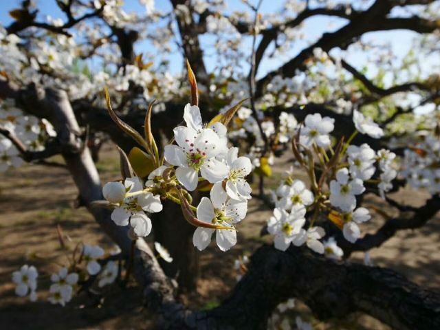 北京梨花村攻略 北京梨花村门票 游玩攻略 地址 图片 门票价格 携程攻略 北京梨花村攻略 北京梨花村门票 游玩攻略 地址 图片 门票价格 携程攻略