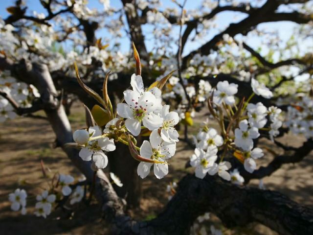 北京梨花村攻略 北京梨花村门票 游玩攻略 地址 图片 门票价格 携程攻略