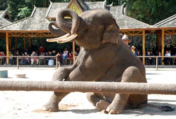 西双版纳野象谷+基诺山寨一日游独立团|寻觅亚洲象|探秘基诺族【[精品小团]精品畅纯玩团，独立用车，市区酒店上门接送，出行更方便】