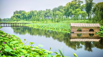 河北保定白洋淀-1