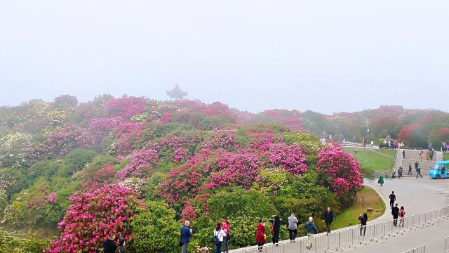 畢節百里杜鵑風景區攻略,畢節百里杜鵑風景區門票/遊玩攻略/地址/圖片