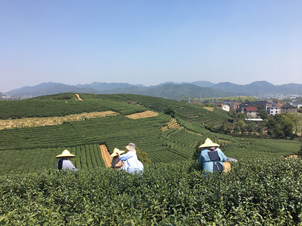 杭州龍塢茶村