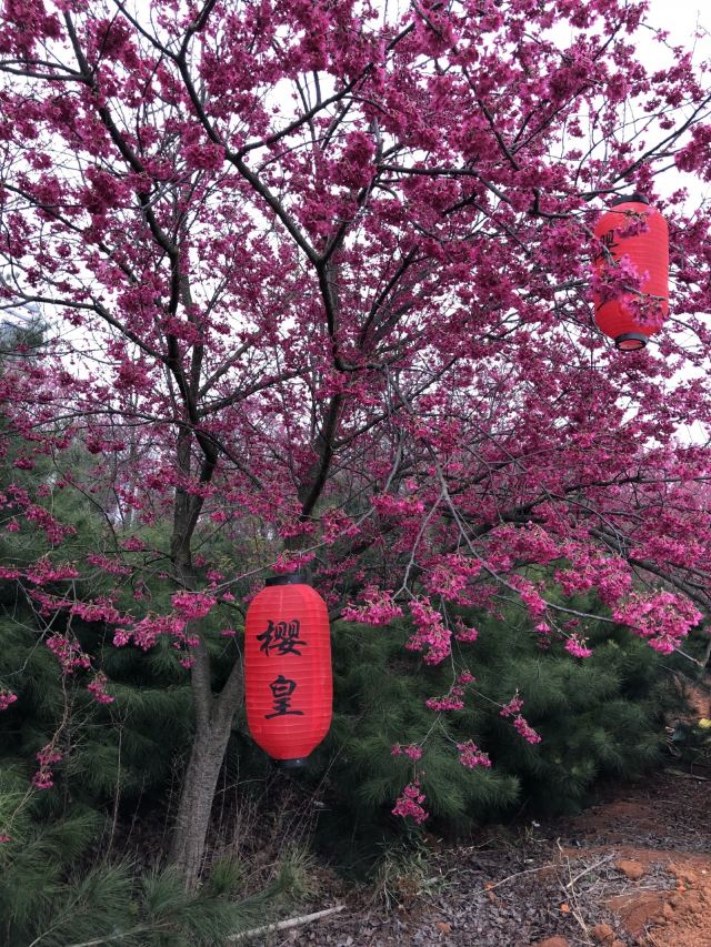 桂阳樱花园