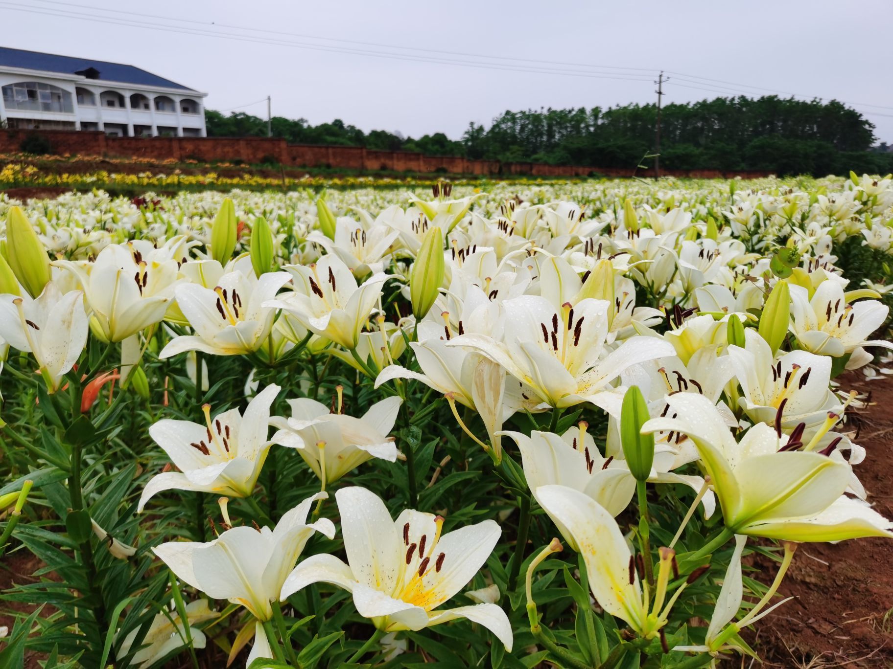 鄱湖百合园