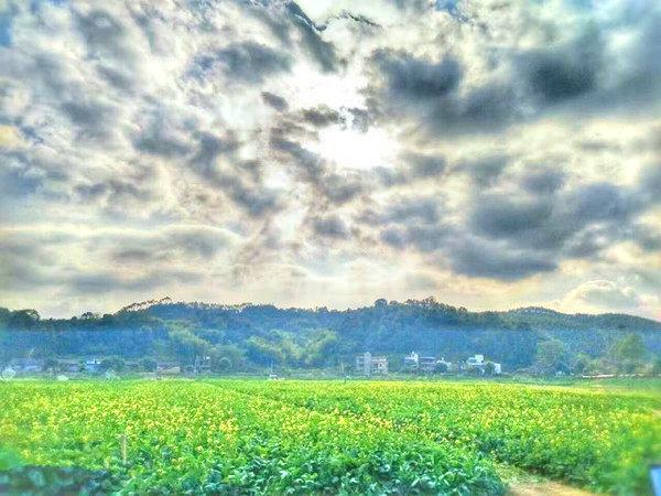 坳头村油菜花基地