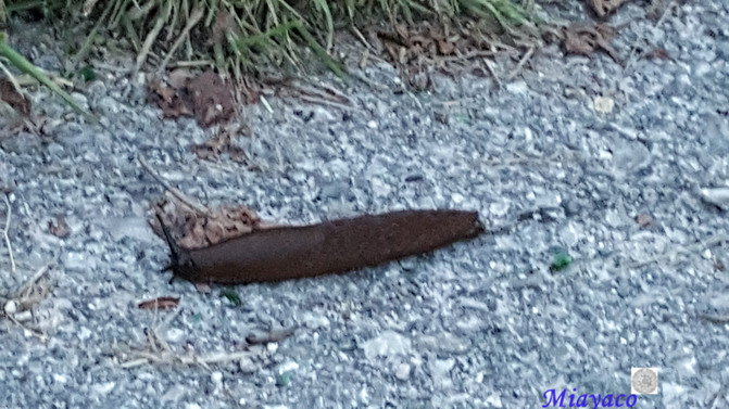 欧洲德意奥捷克四国21天自驾游之九--Ciao Ve