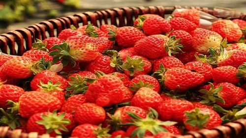 甘肃兰州+刘家峡+草莓采摘一日游【春风十里