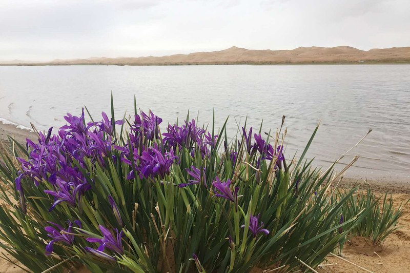 嗨,腾格里!--五一3天中国最美沙漠53公里徒步记