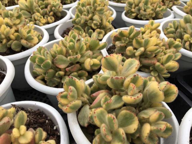 上海景天阁多肉植物大棚攻略 上海景天阁多肉植物大棚门票 攻略 地址 图片 门票价格 携程攻略 上海景天阁多肉植物大棚攻略 上海景天阁多肉植物大棚门票 攻略 地址 图片 门票价格 携程攻略
