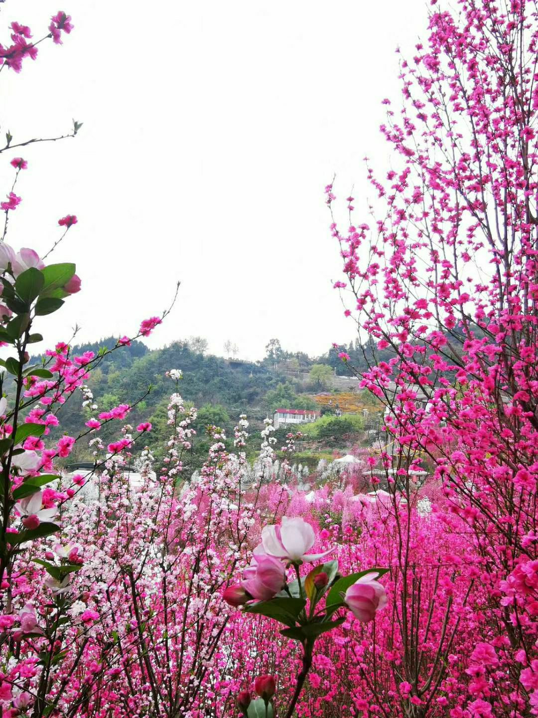 龙门桃花沟