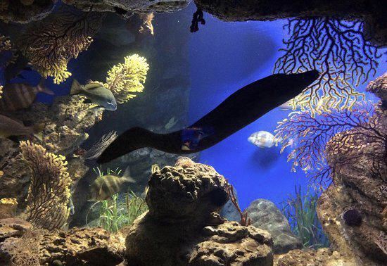 blue reef aquarium图片