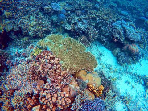 各种珊礁 蓝色珊瑚礁