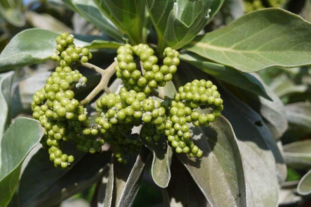 象牙树 鹅銮鼻公园