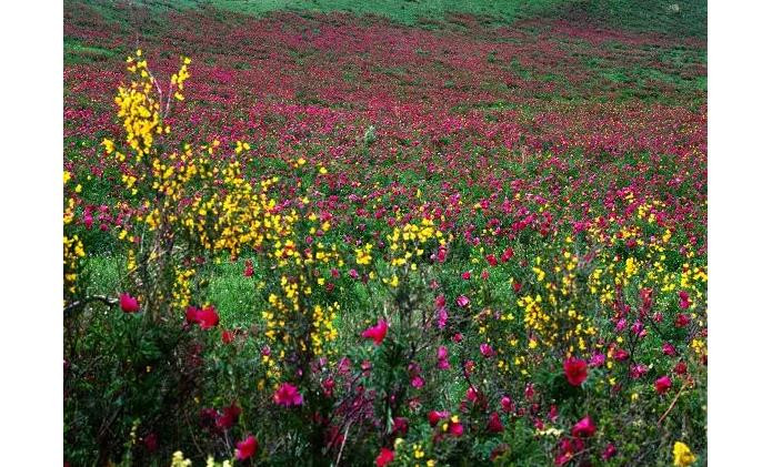 裕民山花