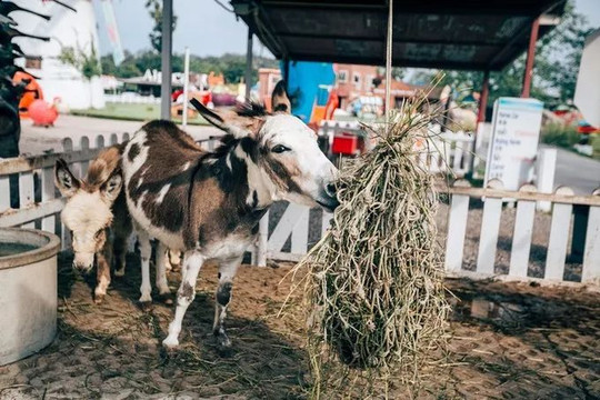    小瑞士绵羊牧场