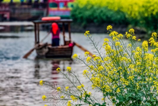 兴化千垛景区一日游含千垛菜花景区游船【景区直通车】可上门接送【纯玩无购物 含千垛菜花游船票】