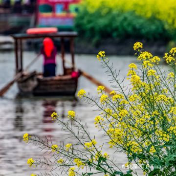 兴化千垛景区一日游含千垛菜花景区游船【景区直通车】可上门接送