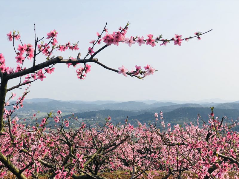 桃花江国家森林公园