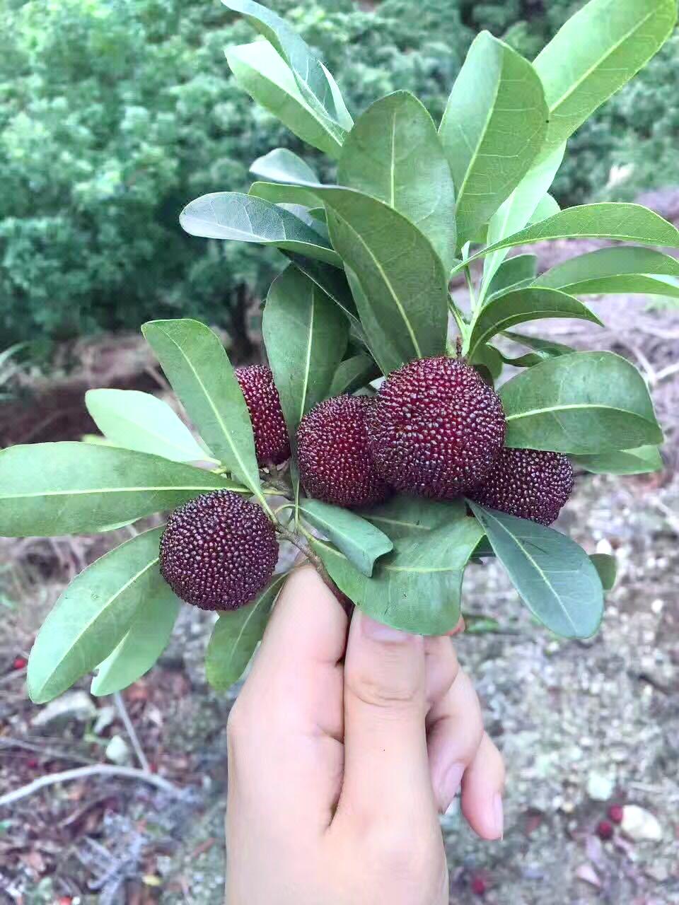 仙居杨梅