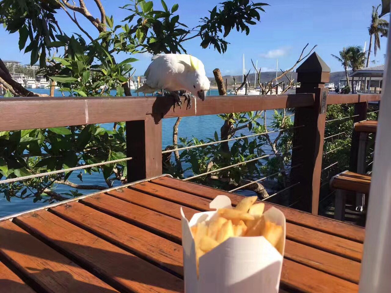 七月的冬天--大堡礁-悉尼 - 布里斯班游记攻略