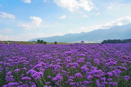 大理花海才村香草园