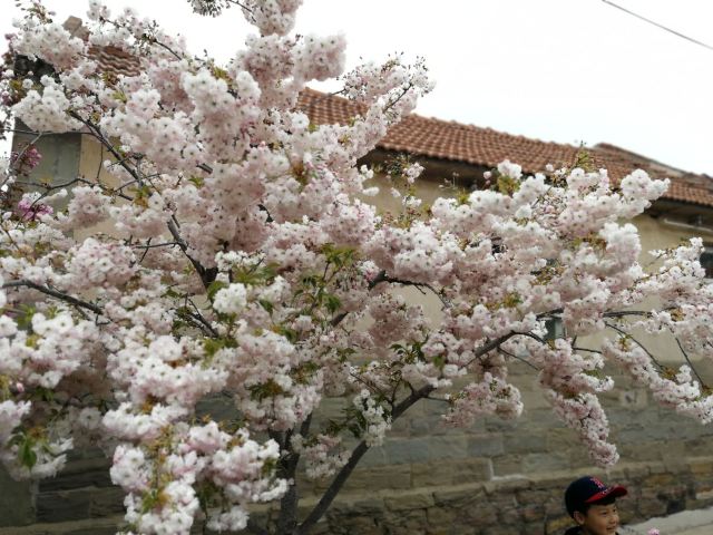 萊陽萊陽濯村櫻花小鎮攻略,萊陽萊陽濯村櫻花小鎮門票/遊玩攻略/地址