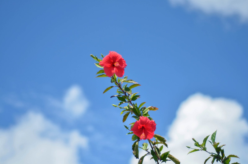 路上拍下的红花,感觉像青春一样美好