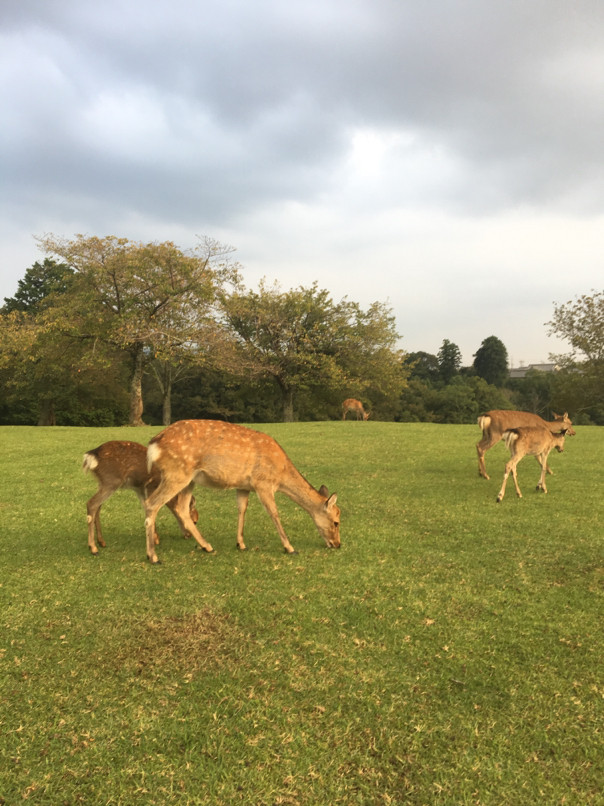 当我在这里,邂逅日本关西 - 大阪游记攻略【携