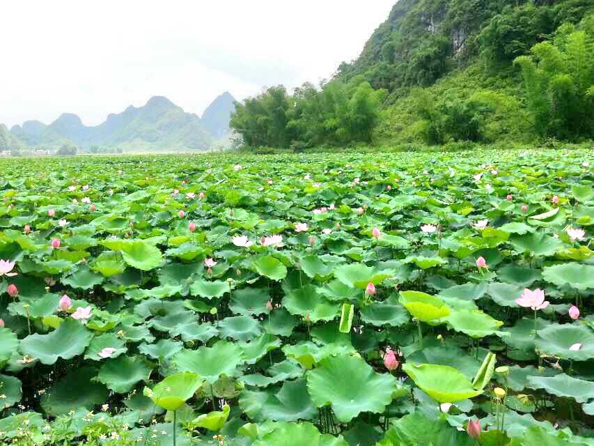 布镜湖荷莲世界