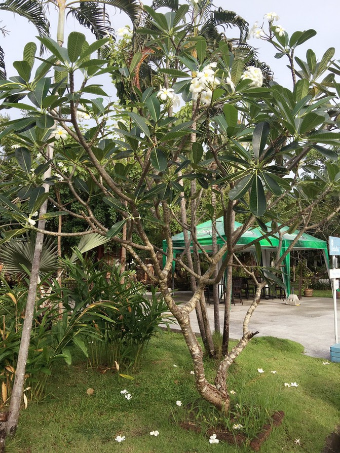 2017…走,我们去度假!曼谷、普吉八天六晚慢时