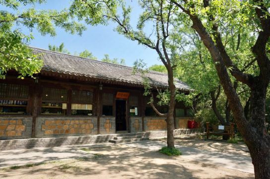 大邦之美树,京城12处名槐古木