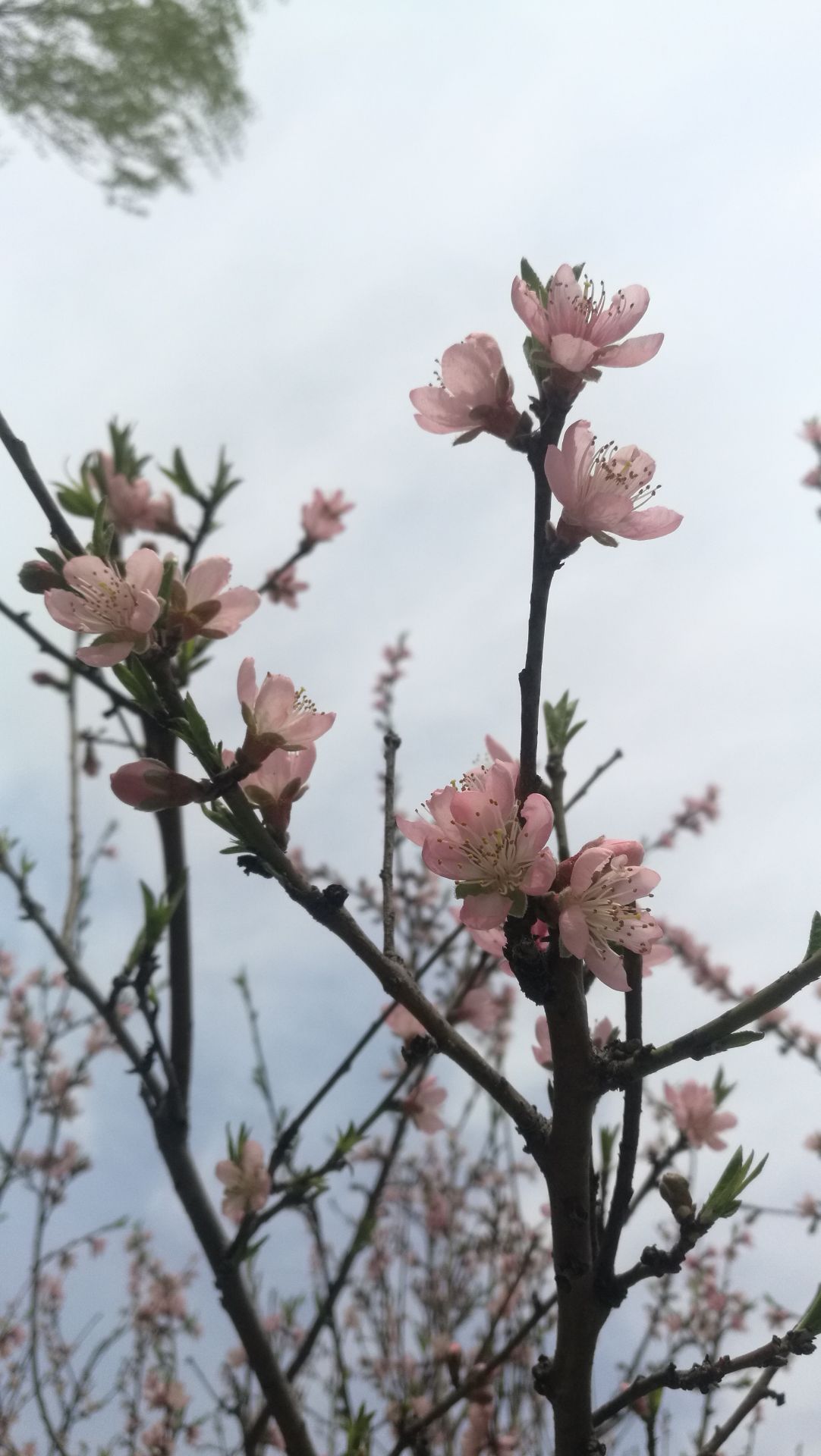 桃花山景区