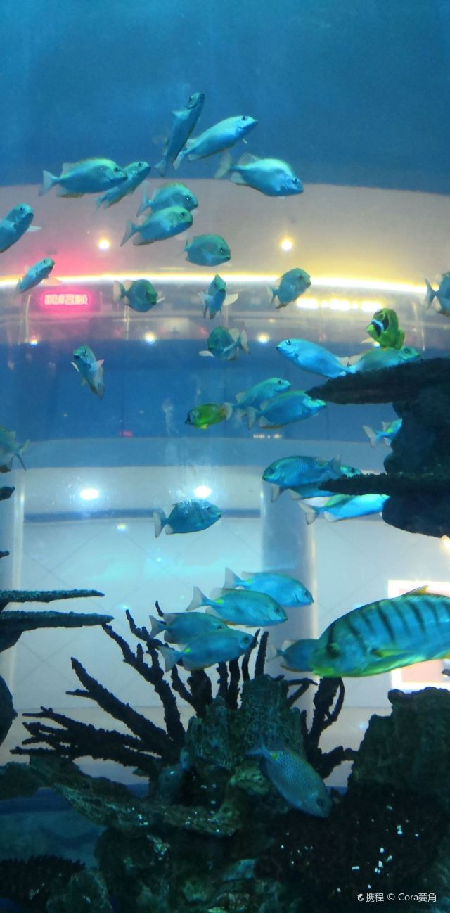 佛山天佑城海洋馆攻略,佛山天佑城海洋馆门票/游玩攻略/地址/图片