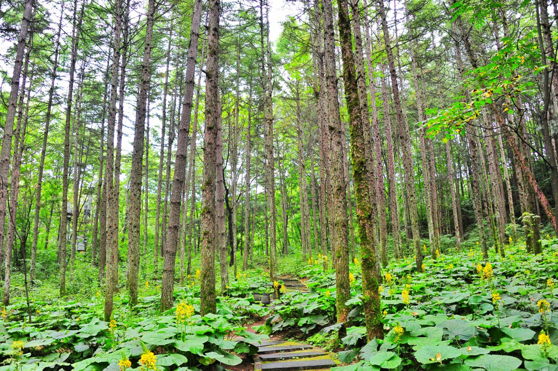 白云山森林氧吧游览区