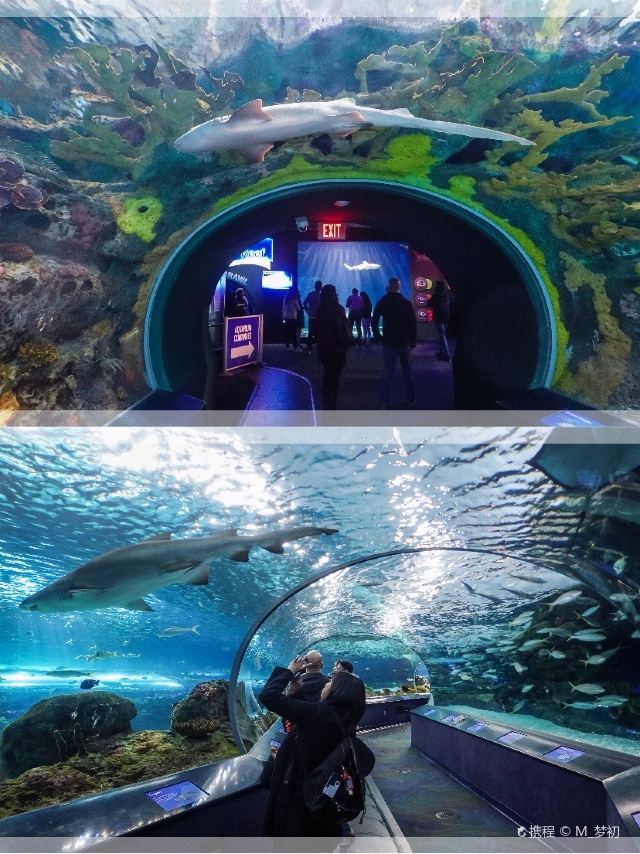 加拿大瑞普利水族馆