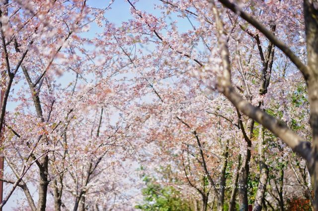 鑑真路櫻花大道