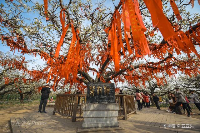 砀山梨树王风景区
