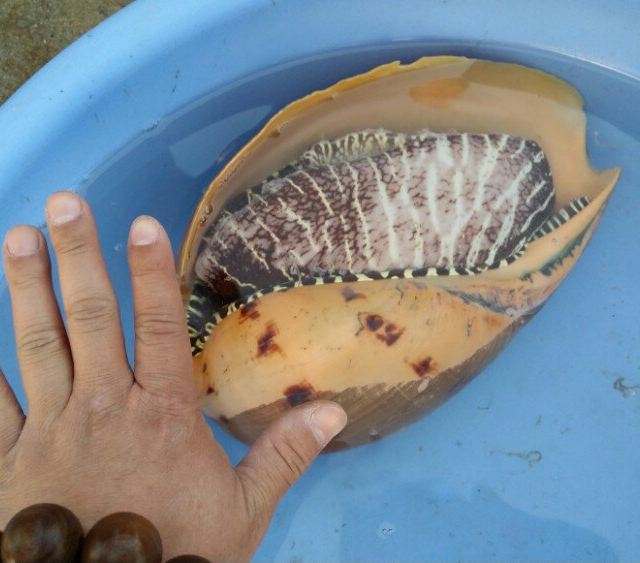 足足有五斤的皇帝螺