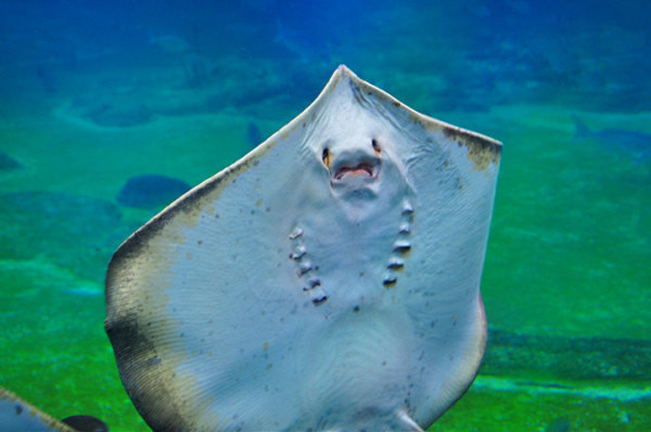 先来看看海洋公园的stingray, 中文好像叫魔鬼鱼