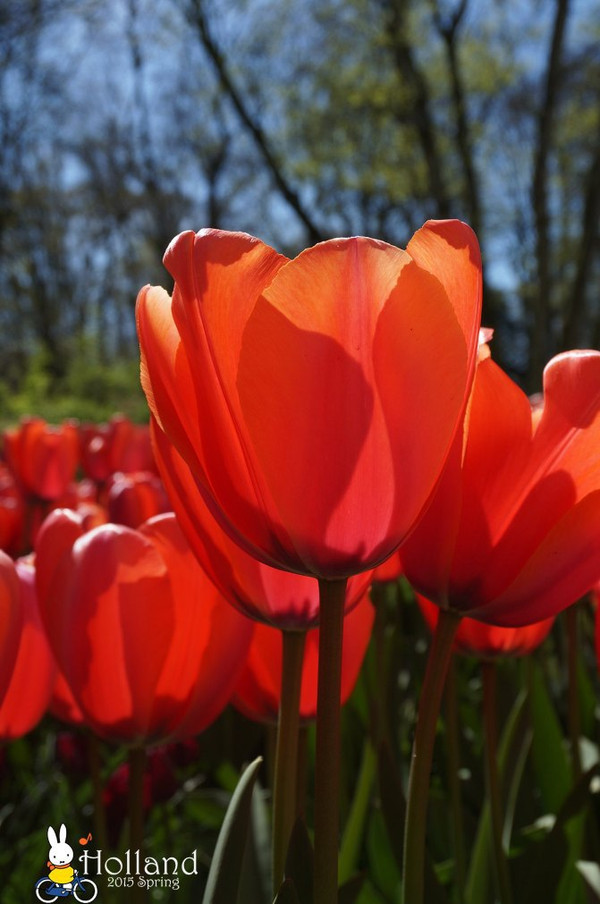 花花世界,荷你同行 - 2015荷比卢三国5.1游