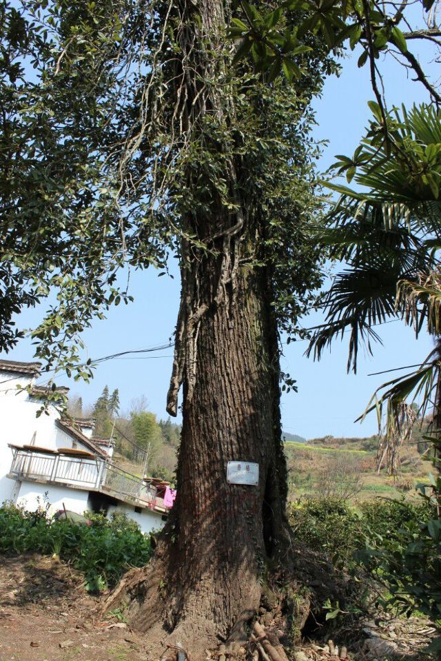 说走就走,游婺源