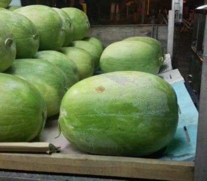 比冬瓜还要大的西瓜