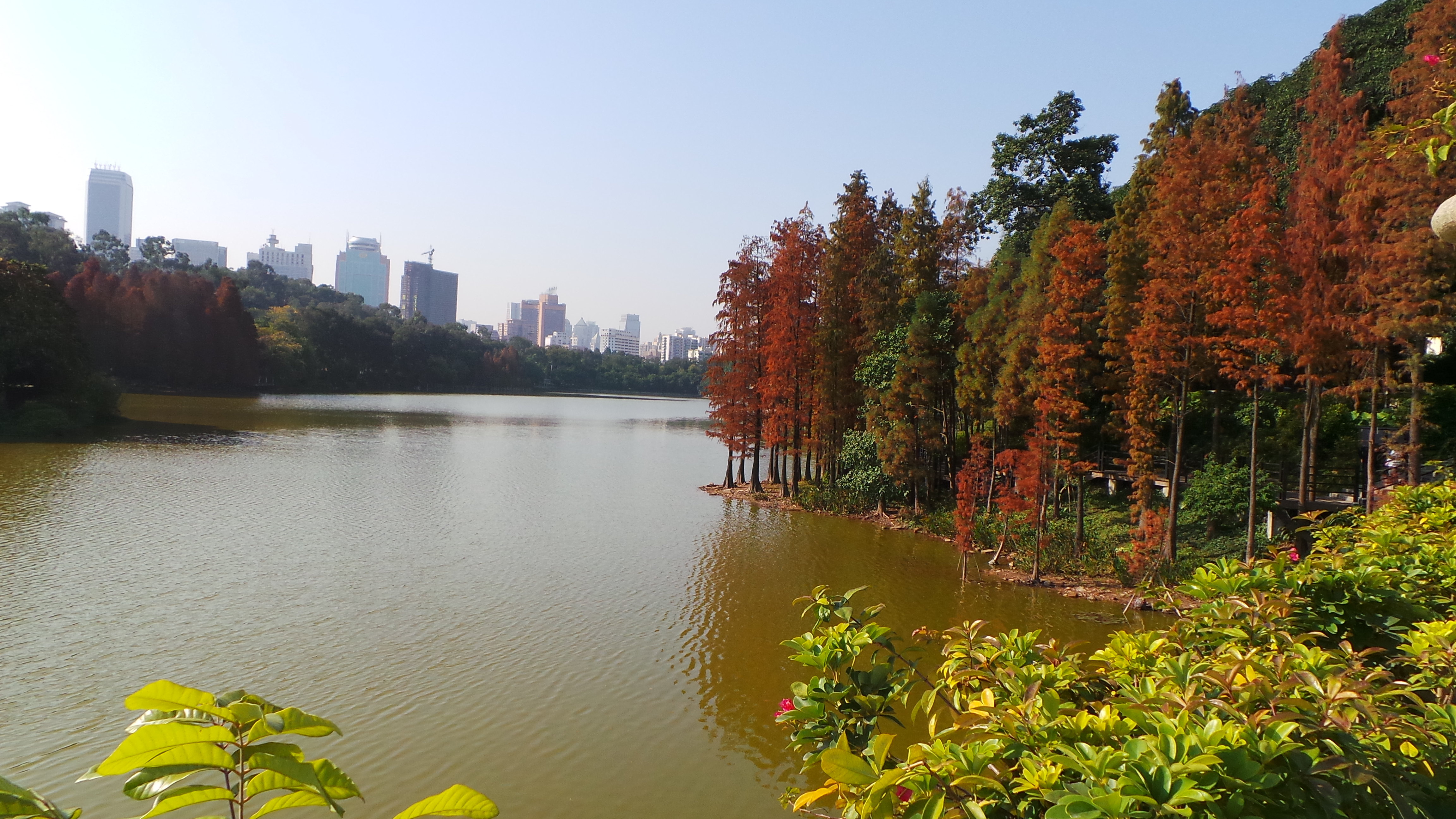 不同的角度,水松的顏色也深淺不一. 麓湖公園