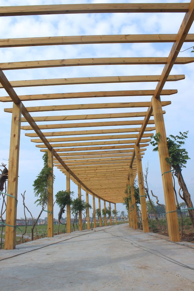 长廊,都是紫藤和观赏葫芦,还有葡萄树啊